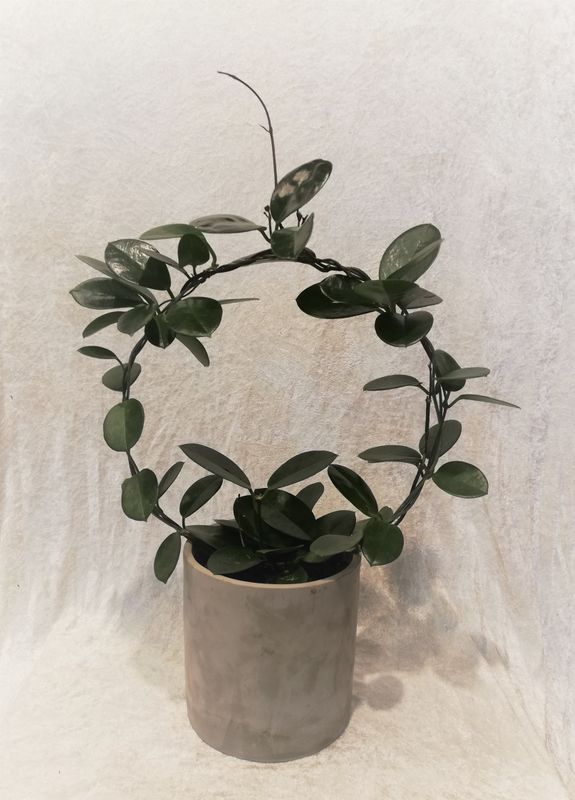 Hoya på bøyle